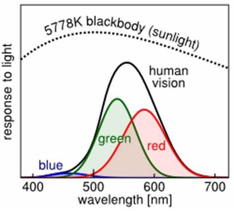 cones_to_equal-energy_light_stimuli.jpg cones_to_equal-energy_light_stimuli.jpg